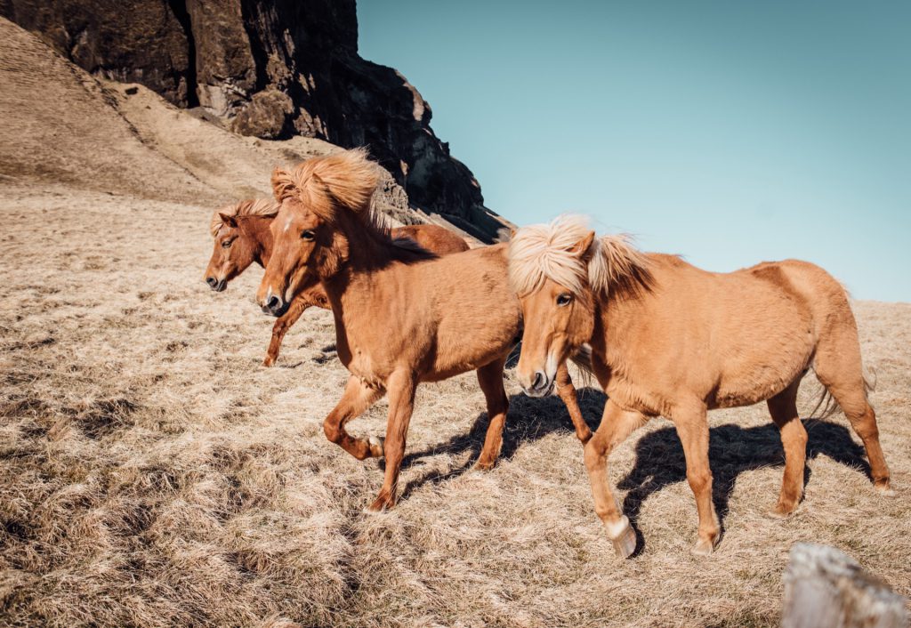 Icelandic horses