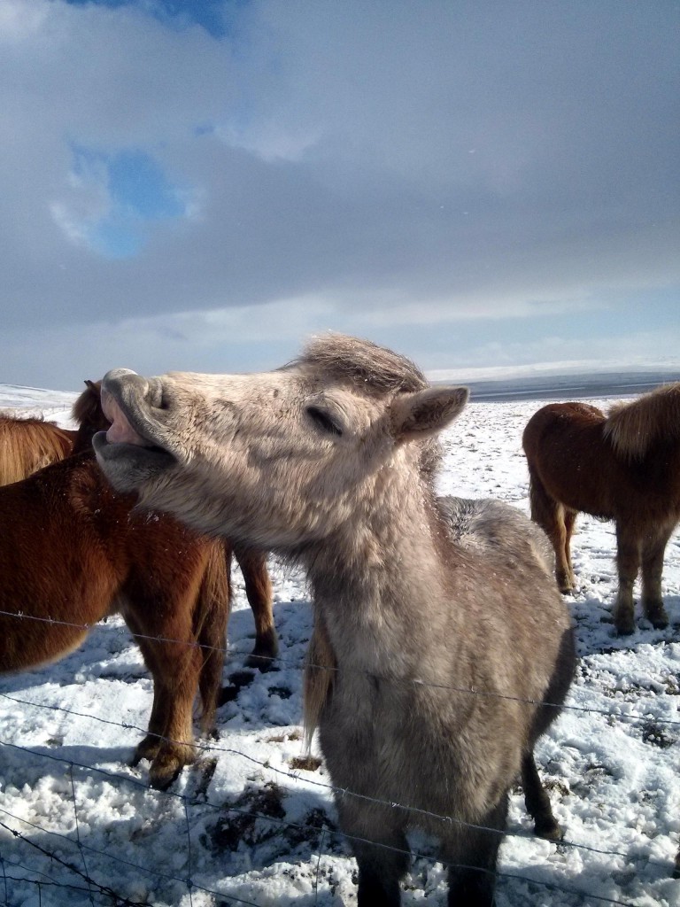 Icelanders love to laugh!