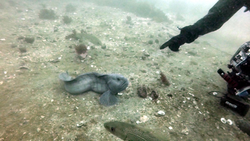 There are no dogs in Iceland, which is why they teach wolffish 'sit' and 'stay'... ;-)