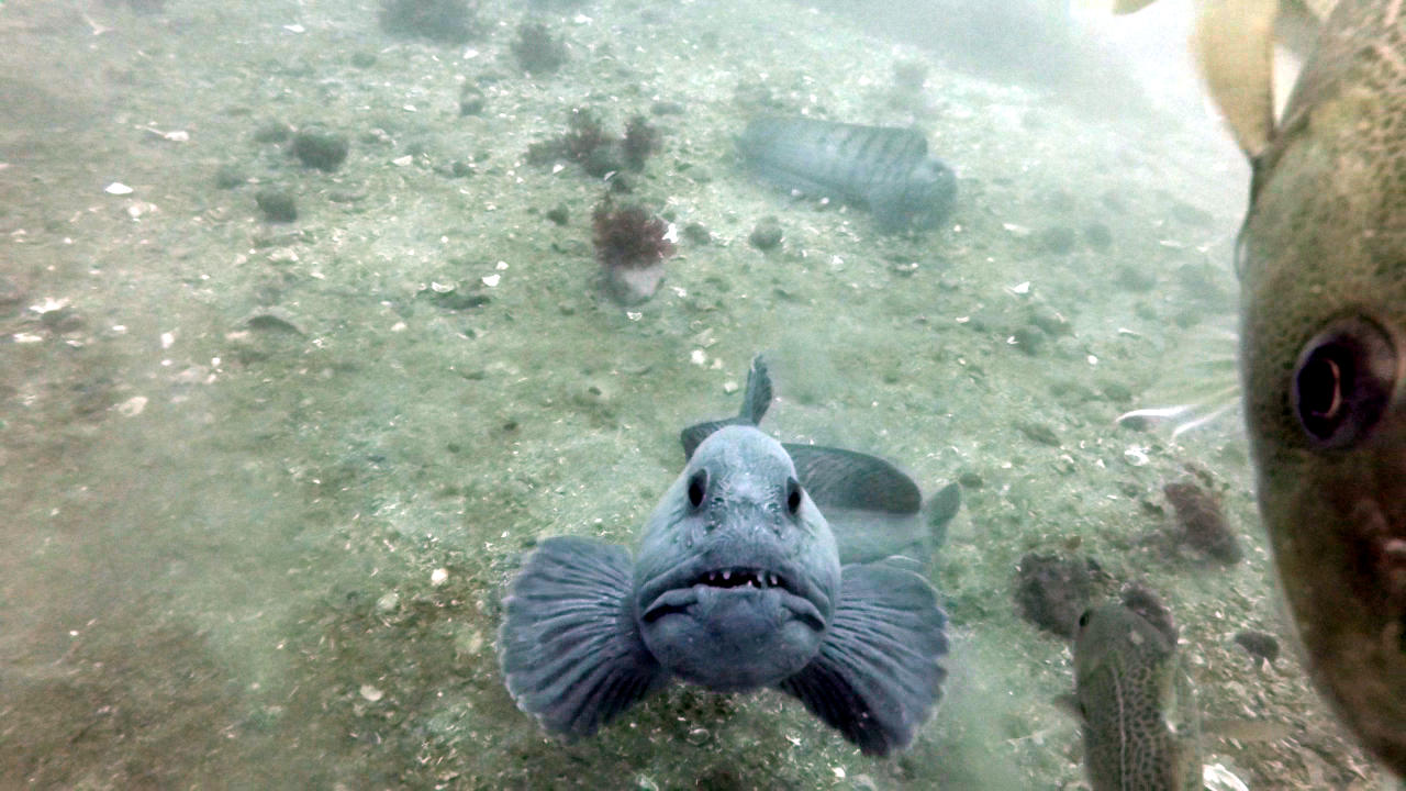 Diving Strytan Iceland