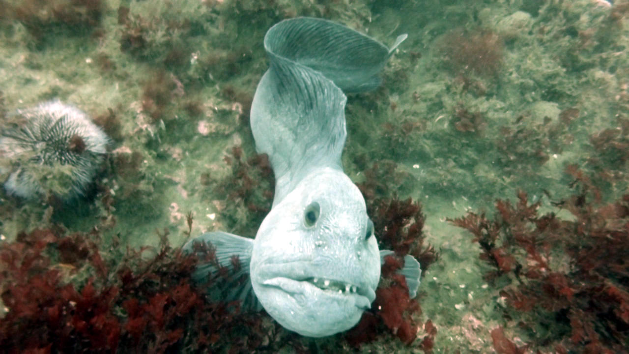 Diving Strytan Iceland