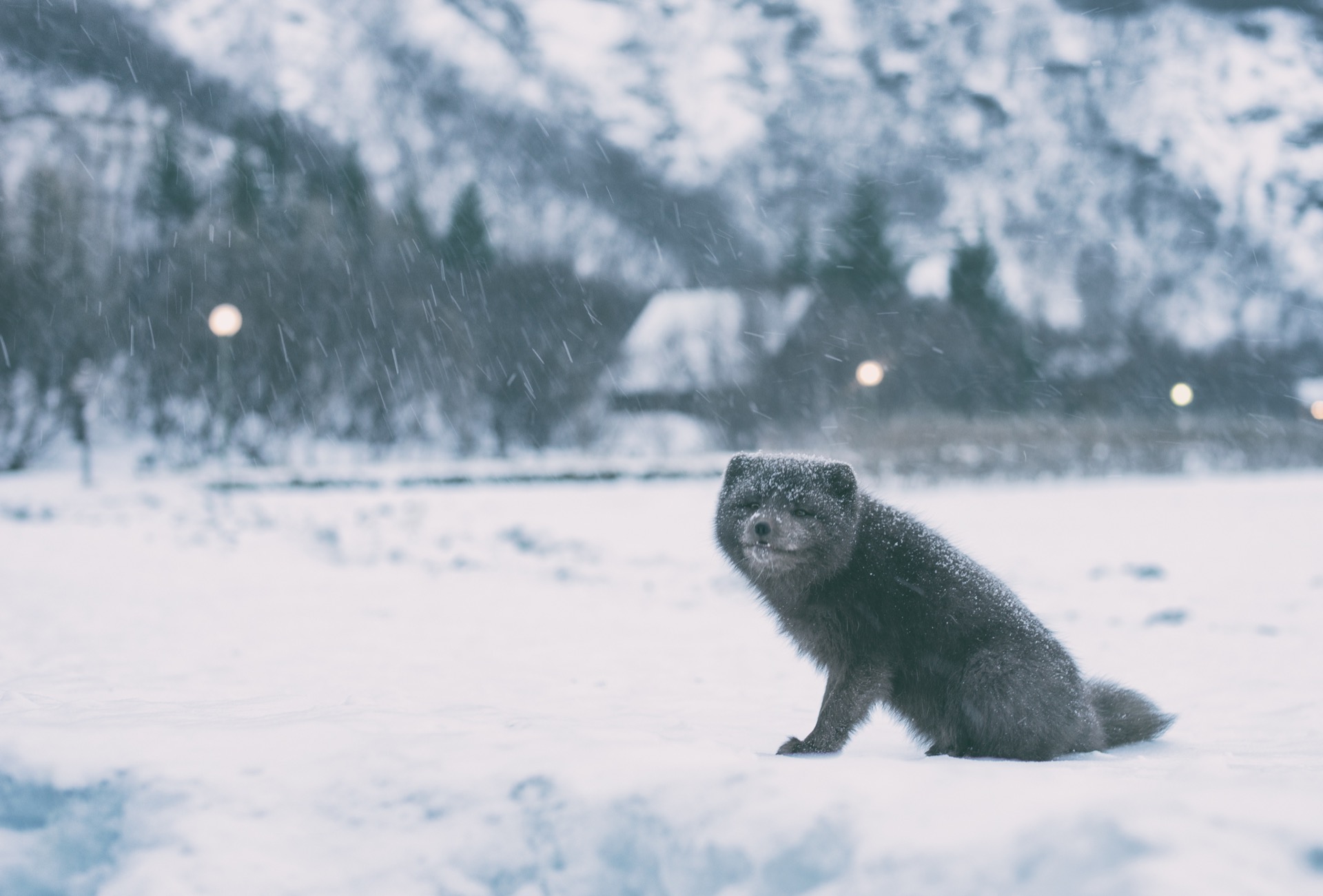 A happy Arctic fox in Þórsmörk, Iceland