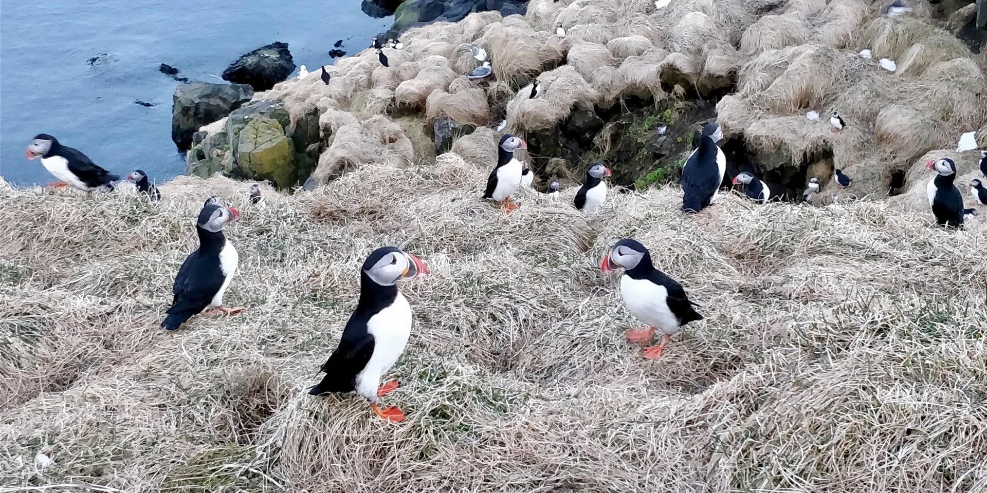 Puffins in Borgarfjörður Eystri