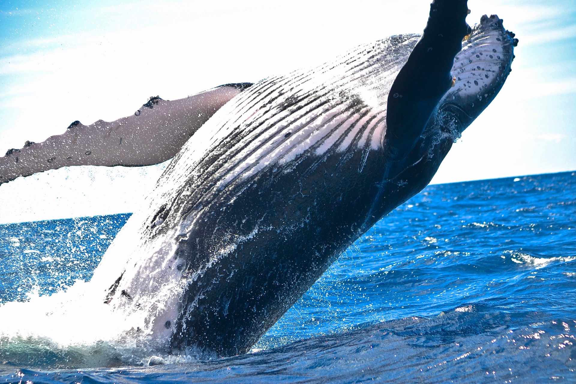 Iceland travel tip: whale watching