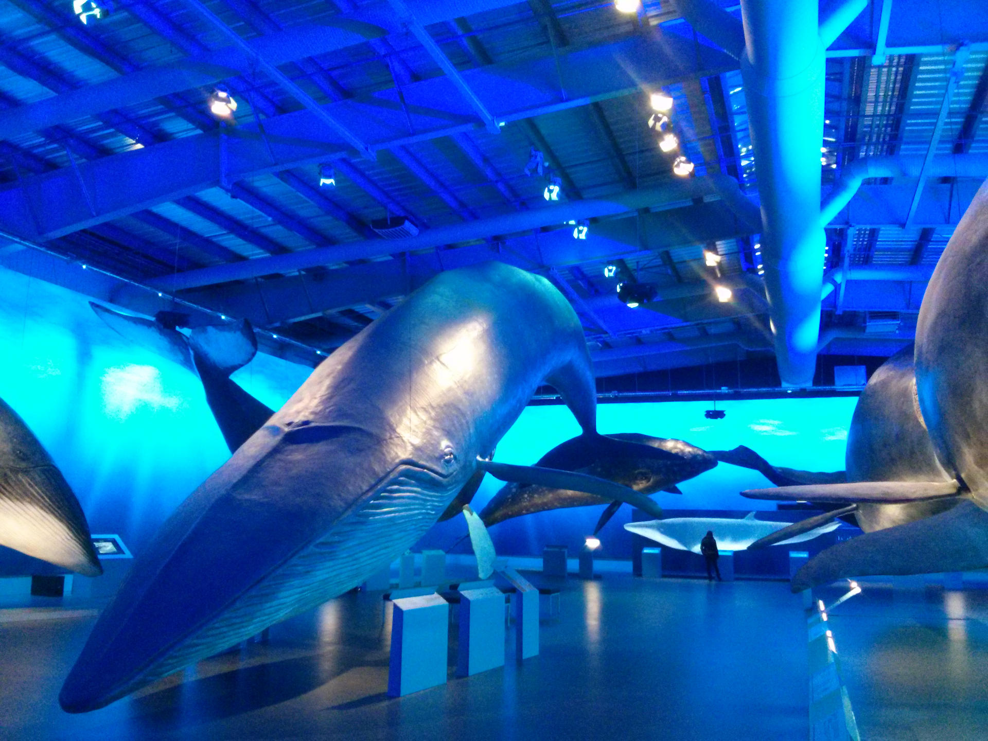 At Whales of Iceland you can marvel at true-to-life models of whales