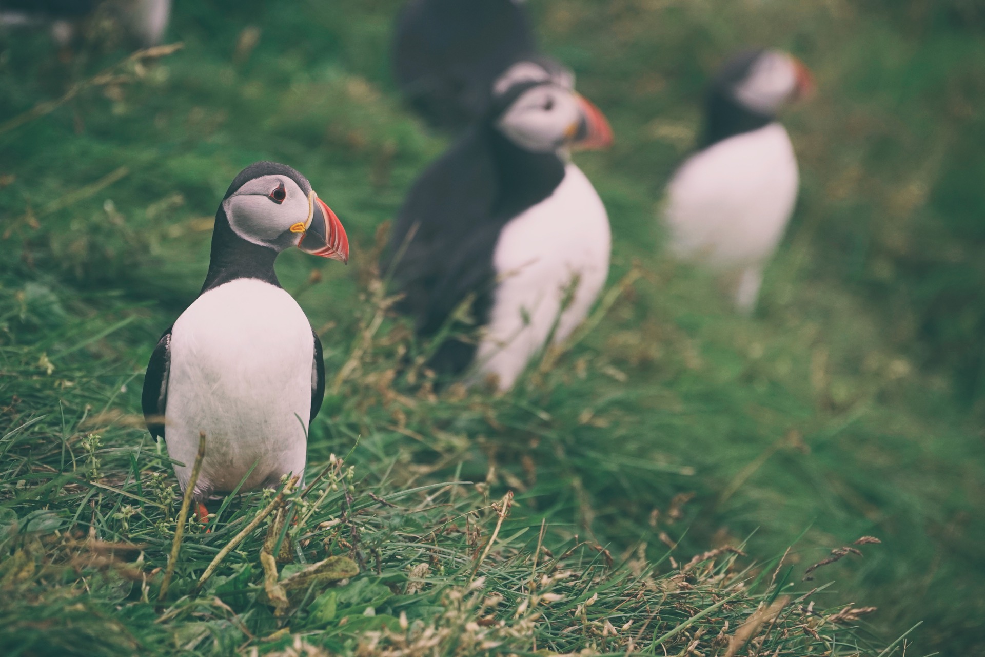 Puffin on Vestmannaeyjar
